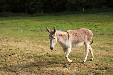 Image showing quiet donkey in a field in spring