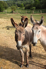 Image showing quiet donkey in a field in spring