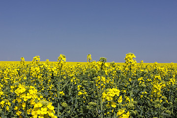 Image showing landscape of a rape fields in bloom in spring in the countryside