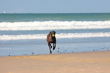 Image showing dog playing ball on the beach in summer