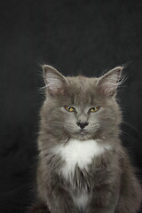 Image showing gray and white kitten close up on a black background