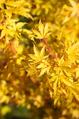 Image showing maple in autumn with red and orange leaves