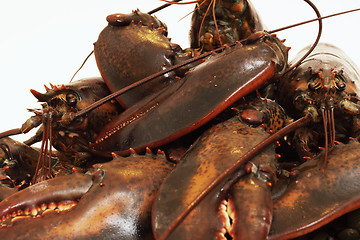 Image showing live lobsters on algae and a white background