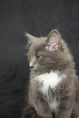 Image showing gray and white kitten close up on a black background