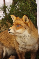 Image showing profile in close up of a stuffed fox