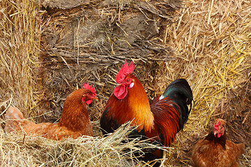 Image showing beautiful colorful rooster in a farmyard in France