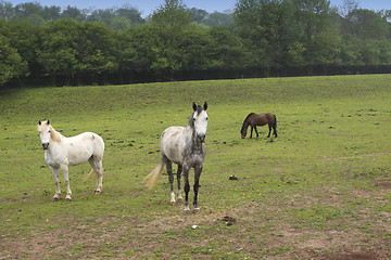 Image showing young horses in a field in spring