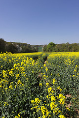 Image showing landscape of a rape fields in bloom in spring in the countryside