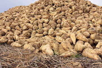 Image showing Sugar beet pile at the field after harvest