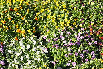 Image showing pansy pots for sale in a market in the autumn