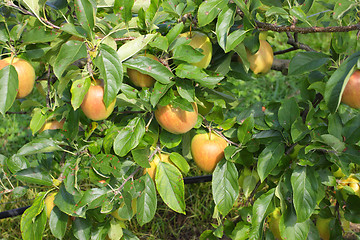 Image showing apple orchard in summer, covered with colorful apples