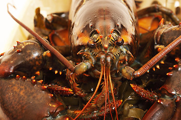 Image showing live lobsters on algae and a white background