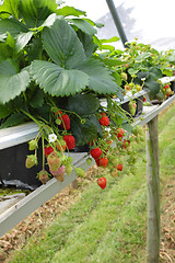 Image showing culture in a greenhouse strawberry and strawberries