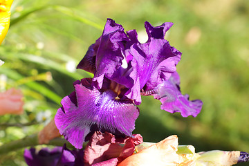 Image showing Group of purple irises in spring sunny day. Selective focus. 