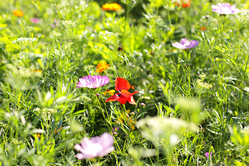 Image showing Colorful flowers, selective focus on pink flower 