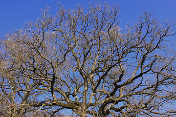 Image showing large old oak in the winter sun