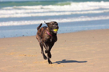 Image showing dog playing ball on the beach in summer