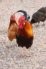 Image showing beautiful colorful rooster in a farmyard in France