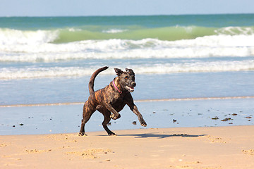 Image showing dog playing ball on the beach in summer