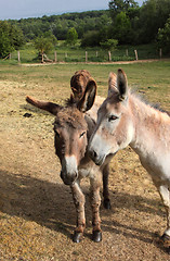 Image showing quiet donkey in a field in spring