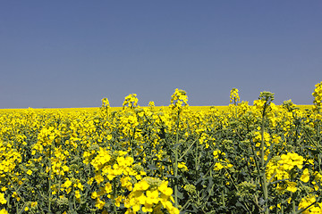 Image showing landscape of a rape fields in bloom in spring in the countryside