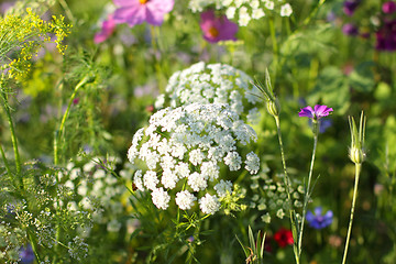 Image showing Colorful flowers, selective focus on pink flower 