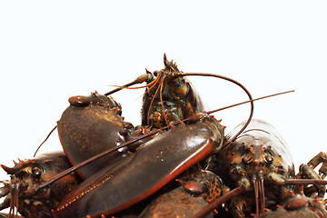 Image showing live lobsters on algae and a white background