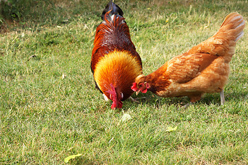 Image showing beautiful colorful rooster in a farmyard in France