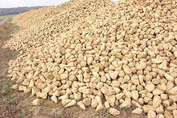 Image showing Sugar beet pile at the field after harvest