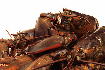 Image showing live lobsters on algae and a white background