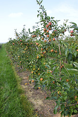 Image showing apple orchard in summer, covered with colorful apples