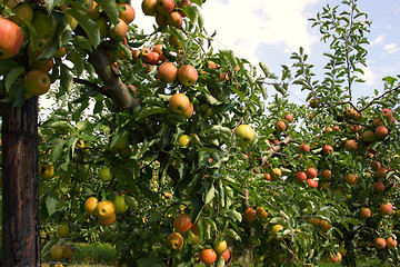 Image showing apple orchard in summer, covered with colorful apples