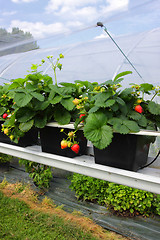 Image showing culture in a greenhouse strawberry and strawberries