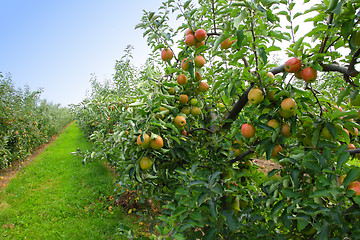 Image showing apple orchard in summer, covered with colorful apples