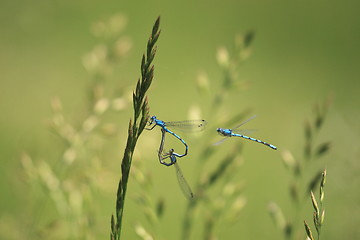 Image showing coupling Bluet-shaped heart on a blade of grass