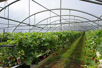 Image showing culture in a greenhouse strawberry and strawberries