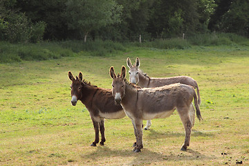 Image showing quiet donkey in a field in spring