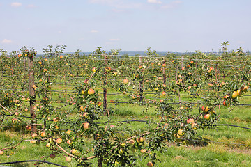 Image showing apple orchard in summer, covered with colorful apples