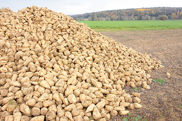 Image showing Sugar beet pile at the field after harvest