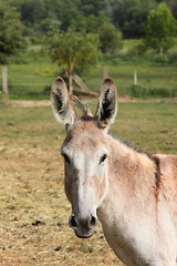Image showing quiet donkey in a field in spring