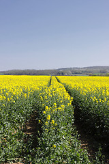 Image showing landscape of a rape fields in bloom in spring in the countryside