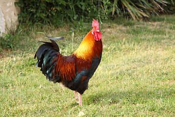 Image showing beautiful colorful rooster in a farmyard in France