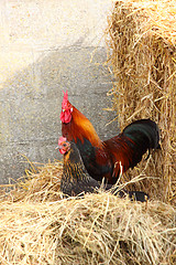 Image showing beautiful colorful rooster in a farmyard in France