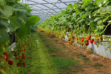 Image showing culture in a greenhouse strawberry and strawberries