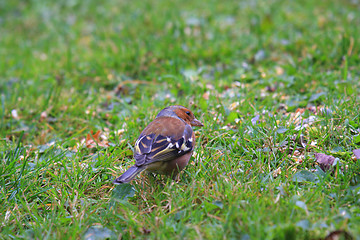 Image showing chaffinch wood with beautiful colors