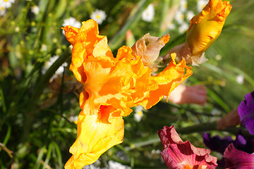 Image showing Group of purple irises in spring sunny day. Selective focus. 