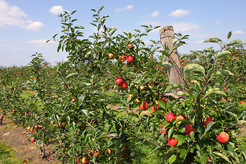 Image showing apple orchard in summer, covered with colorful apples