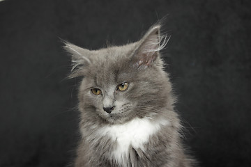 Image showing gray and white kitten close up on a black background