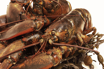 Image showing live lobsters on algae and a white background