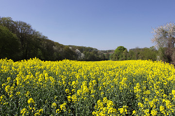 Image showing landscape of a rape fields in bloom in spring in the countryside